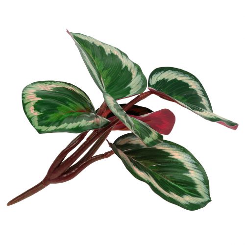 Floristik24 Planter tropisk grøn, lyserød 20 cm