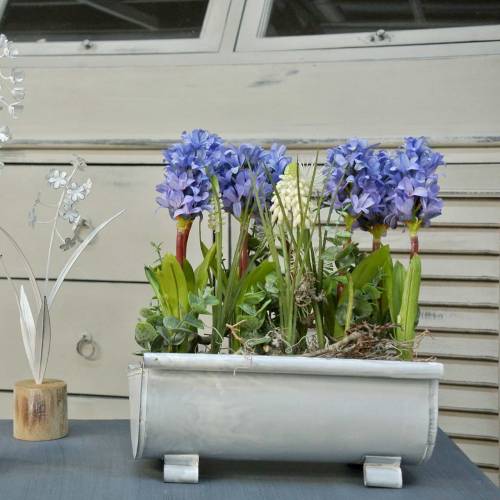 Floristik24 Plante tagrender 25cm