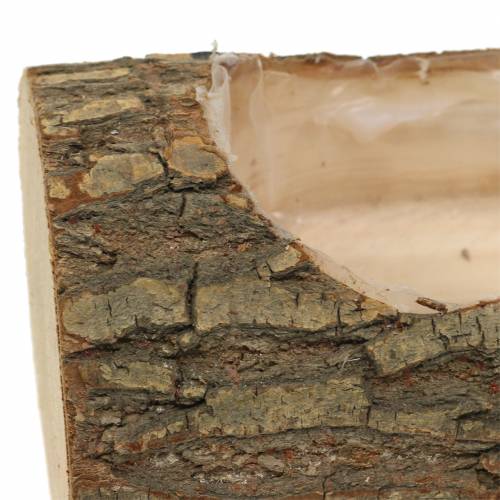 Floristik24 Plantekasse elmetræ 20cm x 11cm H9cm