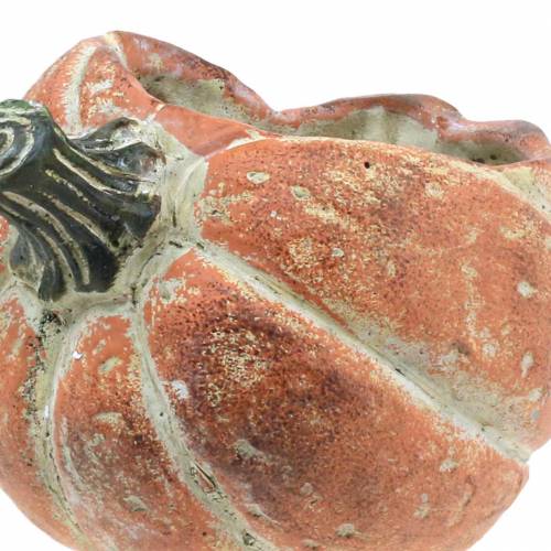 Floristik24 Græskar til plantning Orange 19×15×16cm