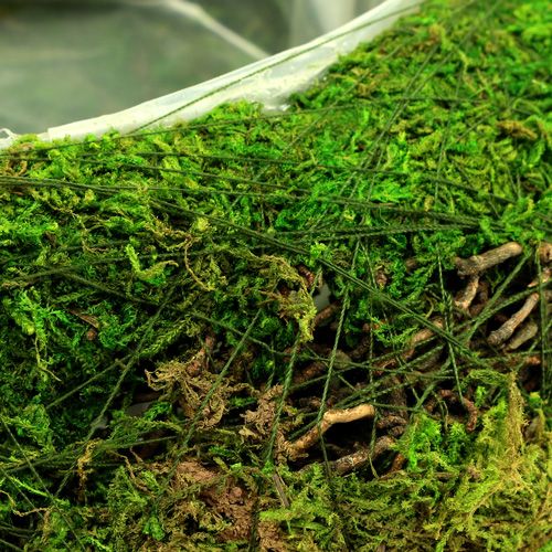 Floristik24 Planteskålmos med vin Ø 25cm
