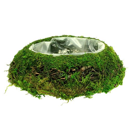 Floristik24 Planteskålmos med vin Ø 25cm