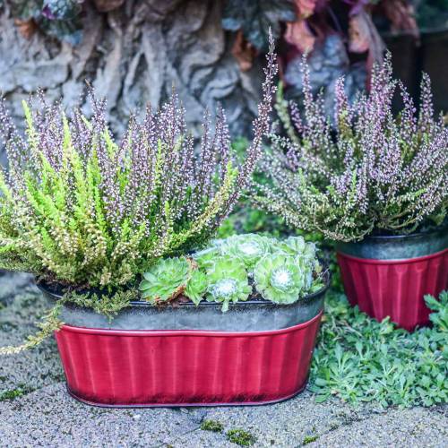 Floristik24 Plantepotte oval rød, sølv zink 26 × 13cm H11cm