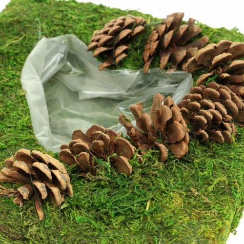 Floristik24 Plantepude hjertemos og kegler firkantet 25 × 25cm