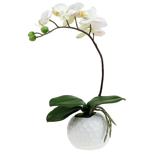 Floristik24 Phalaenopsis creme i keramisk gryde 33cm