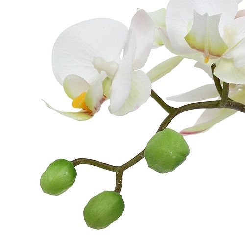 Artikel Phalaenopsis creme i keramisk gryde 33cm