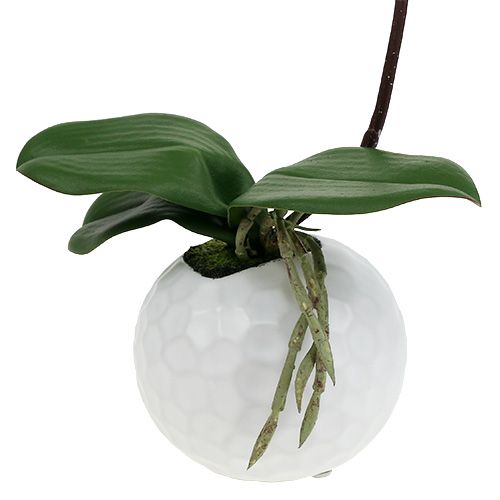 Artikel Phalaenopsis creme i keramisk gryde 33cm