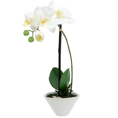 Floristik24 Phalaenopsis hvid i skålblomsterdekoration H38cm