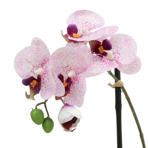 Floristik24 Kunstig phalaenopsis lilla-hvid i skål H38cm