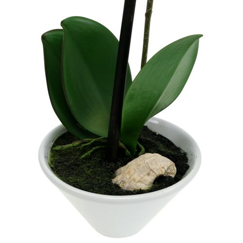 Floristik24 Kunstig phalaenopsis lilla-hvid i skål H38cm