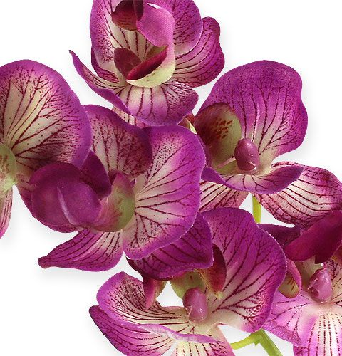 Artikel Orchid Phalaenopsis Purple-Cream 62cm