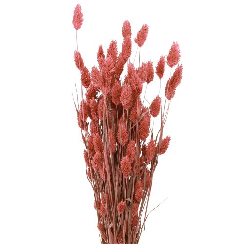 Floristik24 Phalaris shine græs tørrede blomster pink 64cm 70g × 2stk