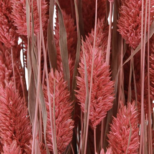 Floristik24 Phalaris shine græs tørrede blomster pink 64cm 70g × 2stk
