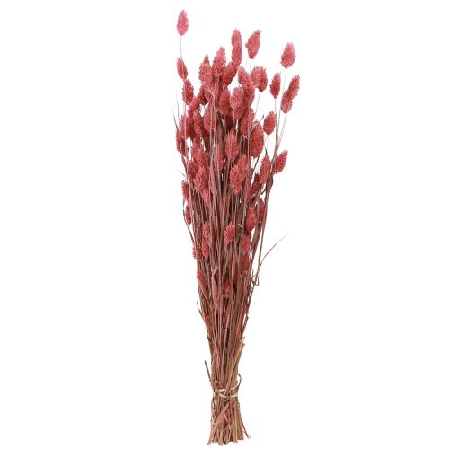Floristik24 Phalaris shine græs tørrede blomster pink 64cm 70g × 2stk