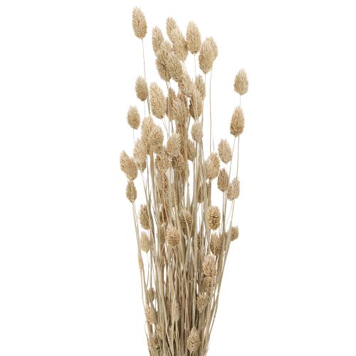 Floristik24 Phalaris kanariegræs tørrede blomster hvide L64cm 75gx2stk