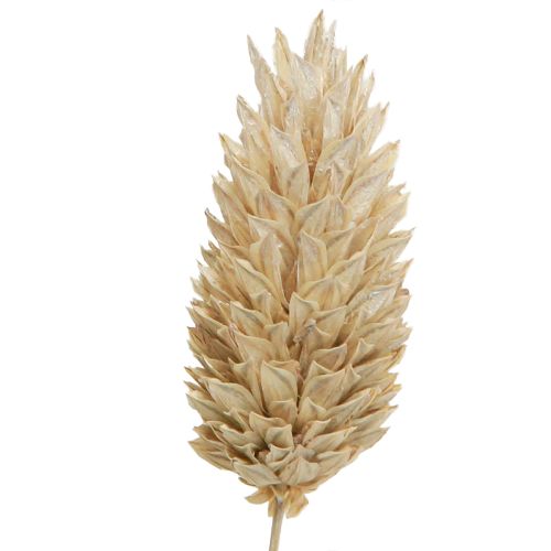 Floristik24 Phalaris kanariegræs tørrede blomster hvide L64cm 75gx2stk