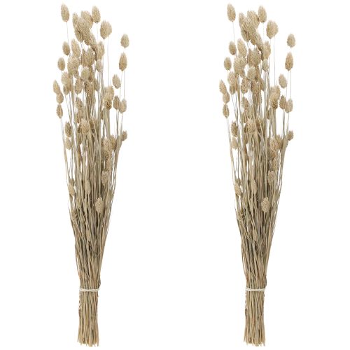 Floristik24 Phalaris kanariegræs tørrede blomster hvide L64cm 75gx2stk