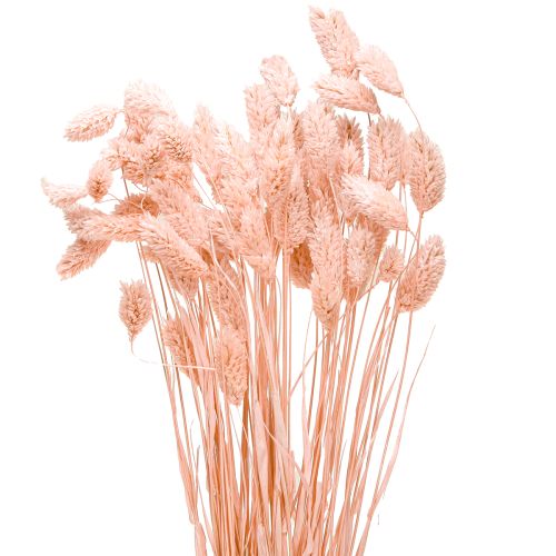Artikel Phalaris pink skinnende græs tørret tør dekoration 65cm 60g