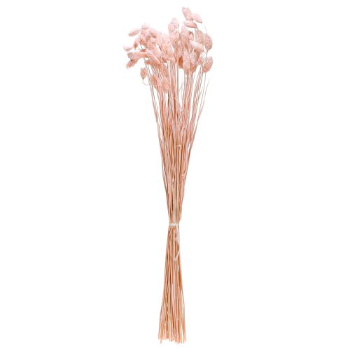 Artikel Phalaris pink skinnende græs tørret tør dekoration 65cm 60g