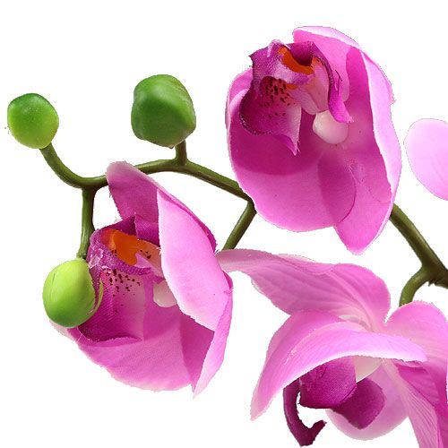 Floristik24 Orchid Phalaenopsis Pink 77cm