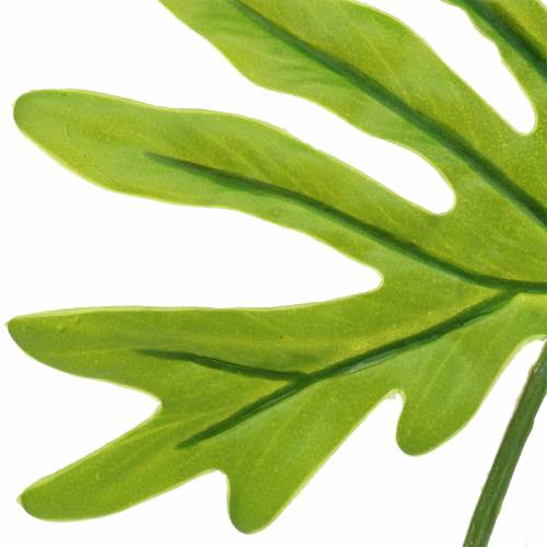 Floristik24 Philodendron Bladgrøn 40cm