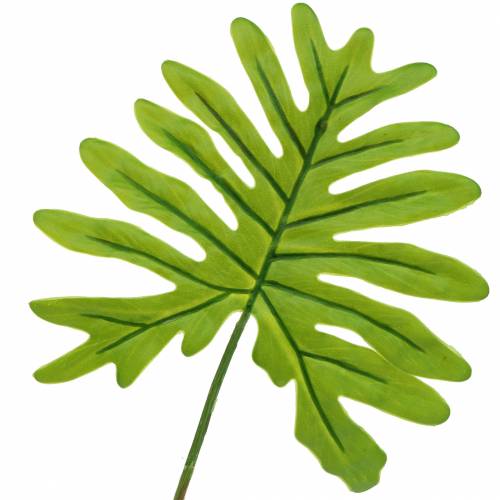 Floristik24 Philodendron Bladgrøn 40cm