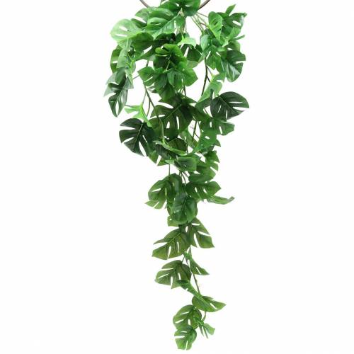 Philodendron bøjle grøn 85cm