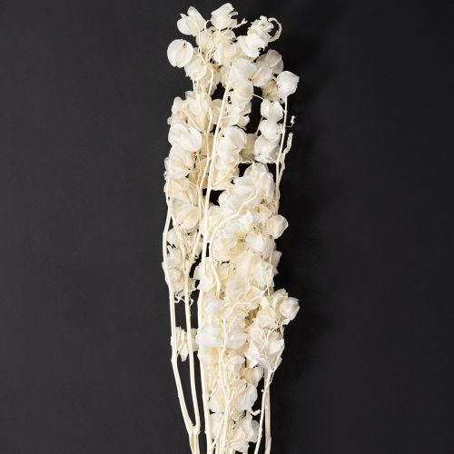 Physalis tørret bleget lanterneblomstdekoration Nicandra 75-80 cm 100 g