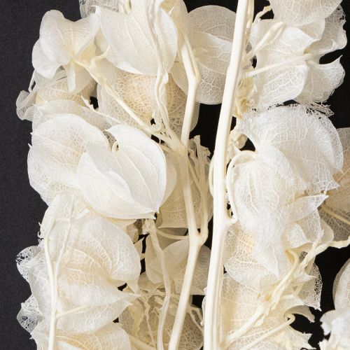 Floristik24 Physalis tørret bleget lanterneblomstdekoration Nicandra 75-80 cm 100 g