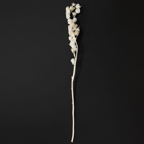 Artikel Physalis tørret bleget lanterneblomstdekoration Nicandra 75-80 cm 100 g