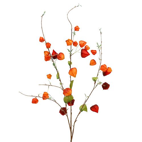 Floristik24 Physalis gren 90 cm orange 3stk