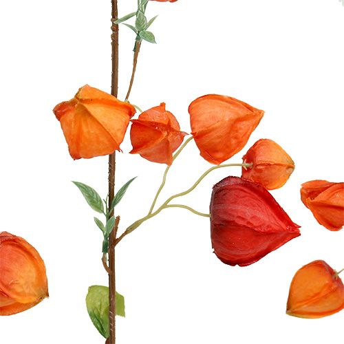 Floristik24 Physalis gren 90 cm orange 3stk
