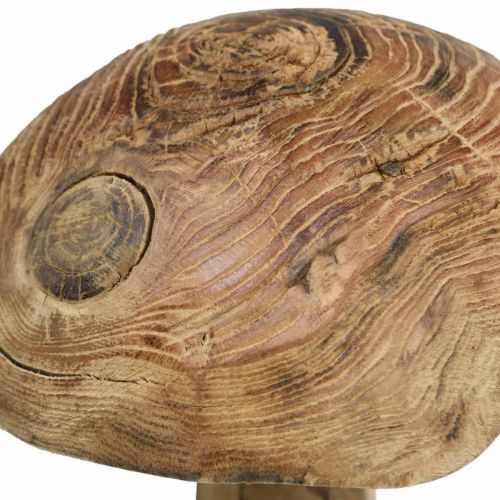 Floristik24 Svampe, paulownia træ, efterår, træ dekoration Ø18–20cm H28cm