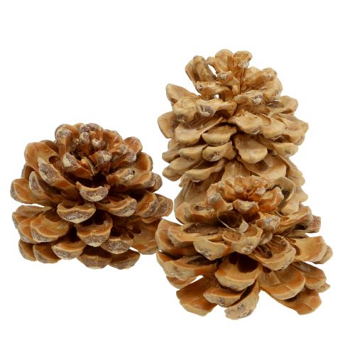 Artikel Pinekogler Pinus Pinea kogler creme blandet 5-18cm 25p