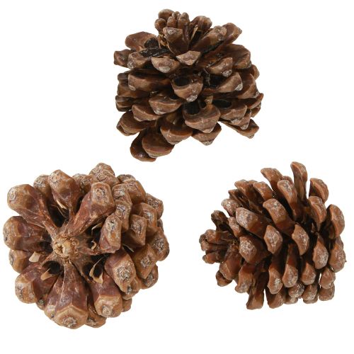 Floristik24 Pinus Pinea Medium Pine Kogler Naturlig 8-10cm 50 stk