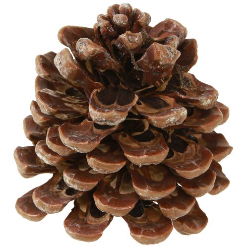 Artikel Pinus Pinea Medium Pine Kogler Naturlig 8-10cm 50 stk