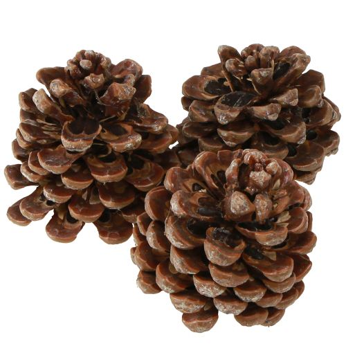 Artikel Pinus Pinea Medium Pine Kogler Naturlig 8-10cm 50 stk