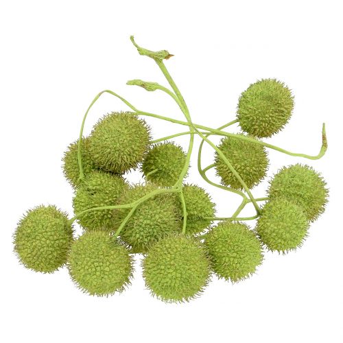 Floristik24 Flyfrugtgrøn 200g