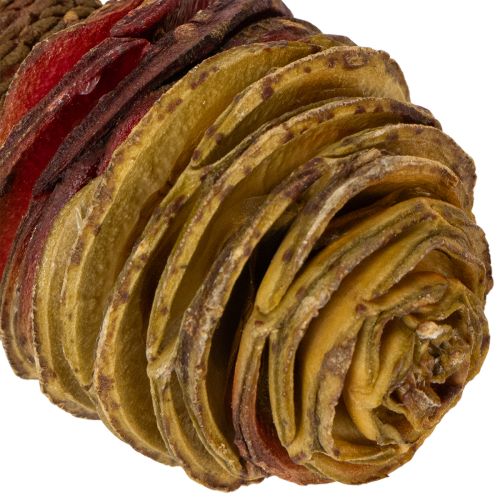Artikel Platyspermum Creme 1-3, 50 stk.