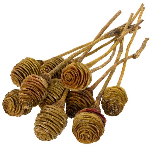 Artikel Platyspermum Creme 1-3, 50 stk.