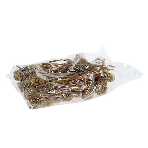 Artikel Platyspermum Creme 1-3, 50 hoveder