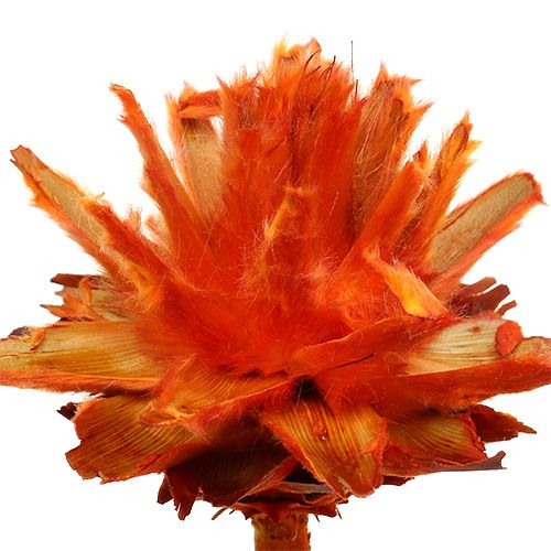 Artikel Plumosum 1 Appelsin 25 stk