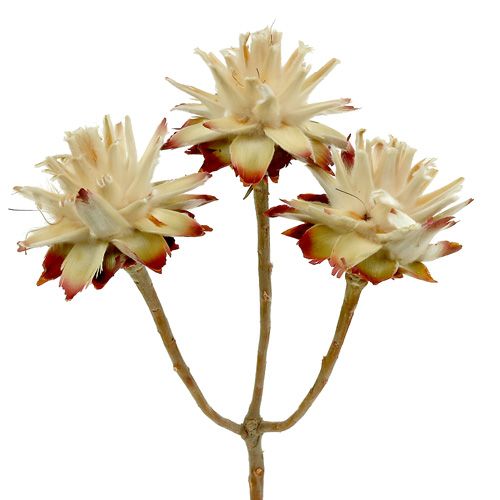 Floristik24 Leucospermum 1-3 Bland creme 100 hoveder