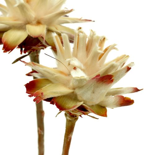 Floristik24 Leucospermum 1-3 Bland creme 100 hoveder
