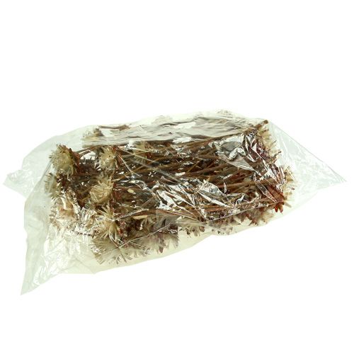 Artikel Leucospermum 1-3 Bland creme 100 hoveder