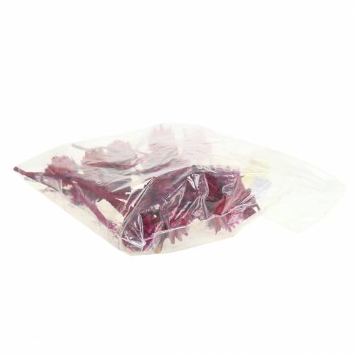 Artikel Plumosum 1 Erika 25 stk