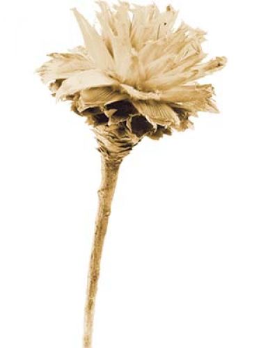 Floristik24 Plumosum 1 hoved bleget (151) 25 stk