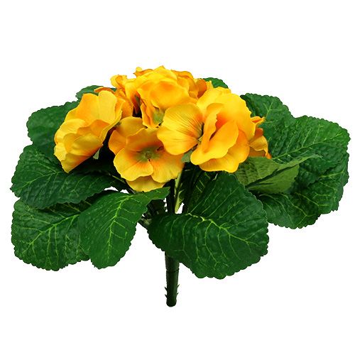 Floristik24 Primrose 15 cm Gul