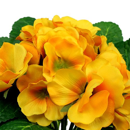 Floristik24 Primrose 15 cm Gul