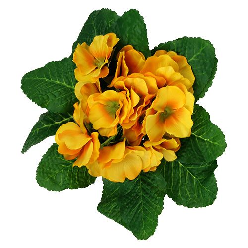 Floristik24 Primrose 15 cm Gul